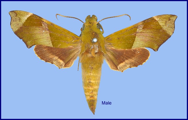 Male Angonyx testacea. Photo: &copy; NHMUK