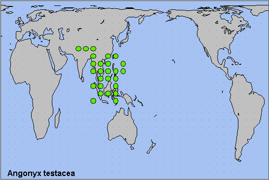 Global distribution of Angonyx testacea. Map: &copy; NHMUK.