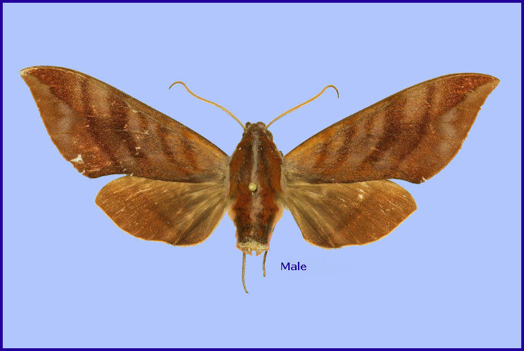 Male Ampelophaga thomasi, Darjeeling, West Bengal, India, 1900m, 29.vi.1987 [HOLOTYPE]. Photo: &copy; The Trustees of the Natural History Museum, London (NHMUK).
