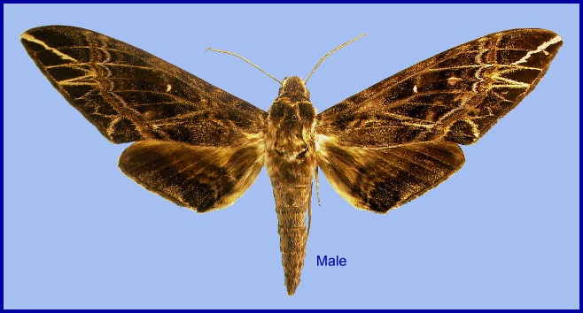 Male Apocalypsis velox. Photo: &copy; NHMUK