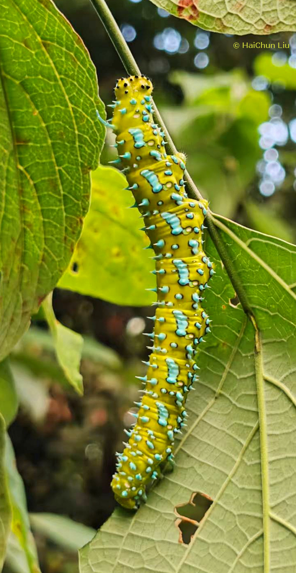 Full-grown fifth instar larva of Apocalypsis velox on Clerodendrum trichotomum, Wenshan-Kaihua, Wenshan Zhuang and Miao Autonomous Prefecture, Yunnan, China. Photo: &copy; HaiChun Liu