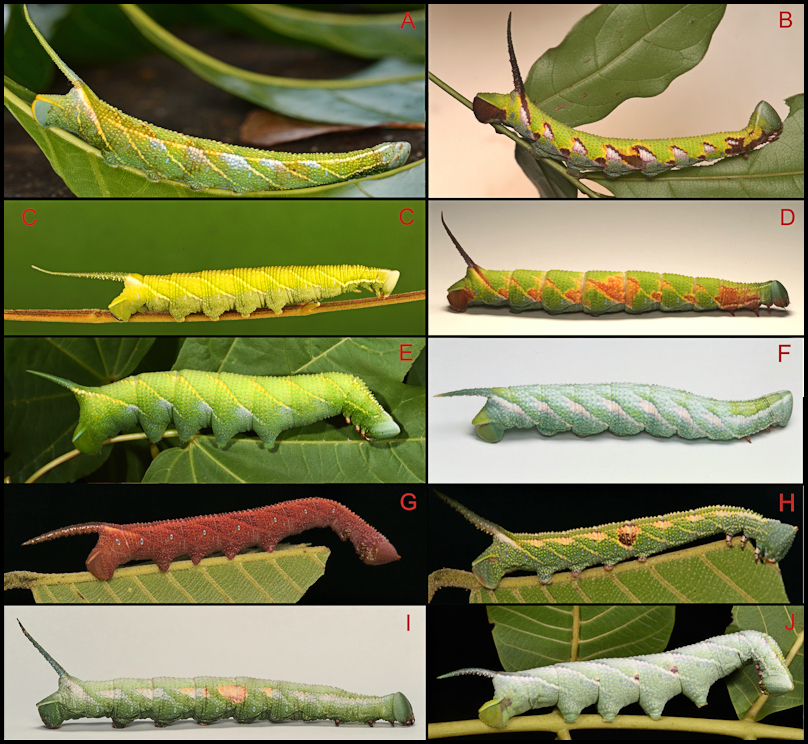 Larva of Ambulyx kuangtungensis. Photo: &copy; Jiang, Kitching, Xu, Xu, Yan, Yu, Liu & Hu, 2025.