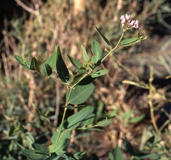 Apocynum venetum hostplant of Hyles chamyla, Turpan area, Xinjiang, China. Photo: &copy; Tony Pittaway.