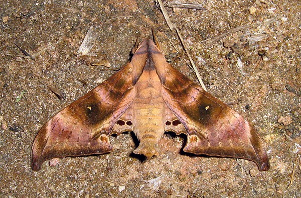 Male Barbourion lemaii, Doi Pha Hom Pok, Chiang Mai, Thailand, 23.iii.2007, 2100m. Photo: &copy; Thomas Ihle.