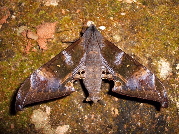 Male Barbourion lemaii, Doi Pha Hom Pok, Chiang Mai, Thailand, 21.viii.2006, 2100m. Photo: &copy; Thomas Ihle.