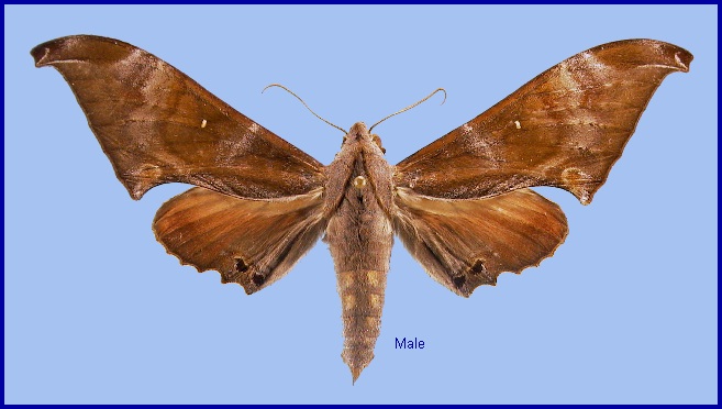 Male Barbourion lemaii. Photo: &copy; NHMUK