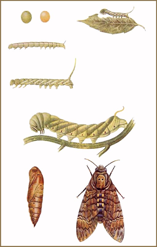 A plate from Fletcher, 1914