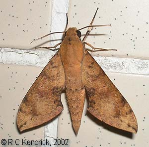 Resting Cechenena aegrota, Hong Kong, China. Photo: &copy; Roger Kendrick