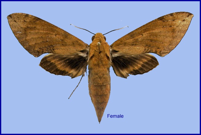 Female Cechenena aegrota. Photo: &copy; NHMUK