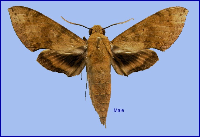 Male Cechenena aegrota. Photo: &copy; NHMUK