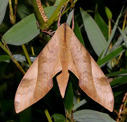 Male Clanis bilineata bilineata, Jiucai Ling, Guizhou, China. Photo: &copy; Viktor Sinjaev