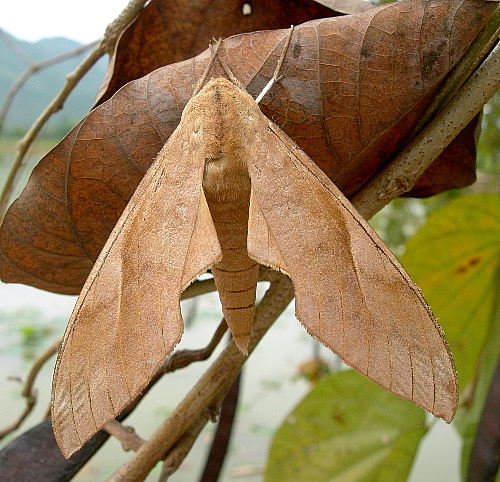 Male Clanis bilineata bilineata, Mai Chau, Hoa Binh Province, Vietnam, 30.iv.2011.. Photo: &copy; Tony Pittaway.
