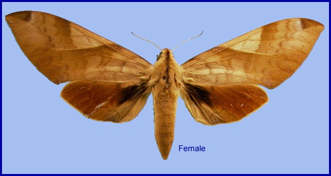 Female Clanis bilineata bilineata. Photo: &copy; NHMUK