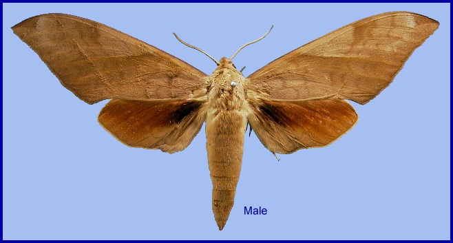 Male Clanis bilineata bilineata. Photo: &copy; NHMUK