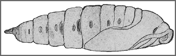Pupa of Clanis bilineata bilineata. Image: Mell, 1922b