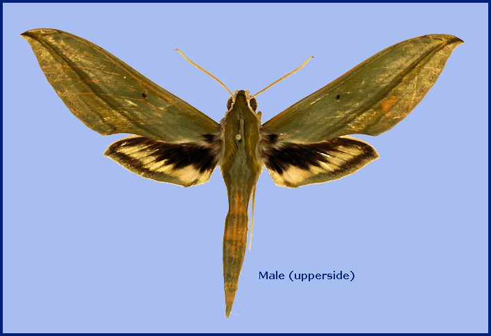 Male Cechetra bryki, Nepal, Kathmandu [Valley], Mt. Pulchouki [Phulchoki], 2770m [ca. 2500m], 16.vii.1990 [HOLOTYPE], leg. J. M. Cadiou. Photo: &copy; The Trustees of the Natural History Museum, London (NHMUK)