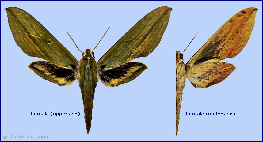 Female Cechetra bryki, Zh�ntang/Chentang, Xizang/Tibet, China. Photo: &copy; ZhuoHeng Jiang.