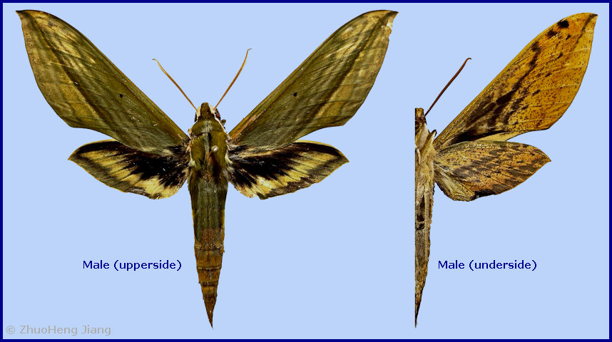Male Cechetra bryki, Jingdong Yi Autonomous County, Yunnan, China. Photo: &copy; ZhuoHeng Jiang.