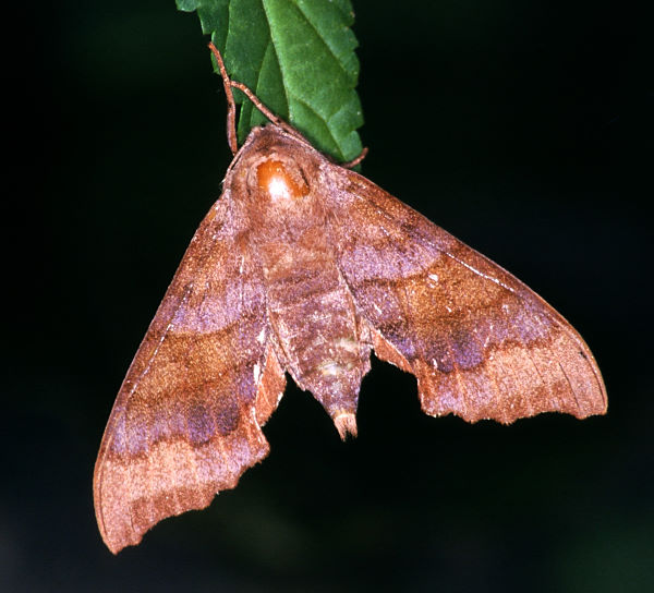 Female Cypoides chinensis, Taiwan. Photo: &copy; Felix Lin.