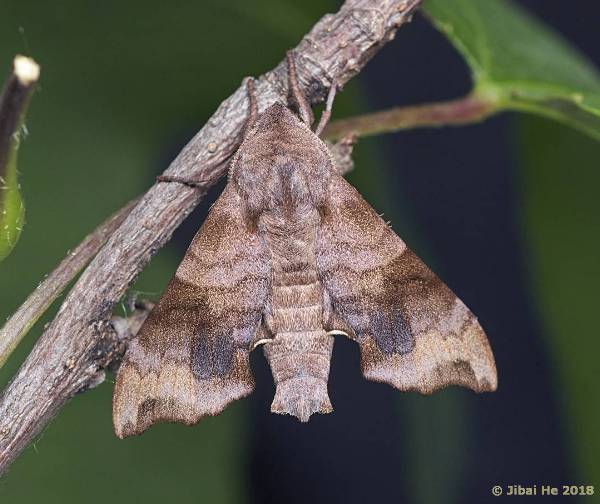 Male Cypoides chinensis, Wuhan, Hubei, China. Photo: &copy; He JiBai, 2018.