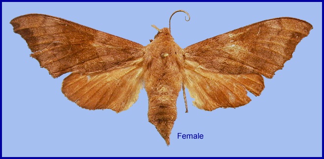 Female Cypoides chinensis. Photo: &copy; NHMUK