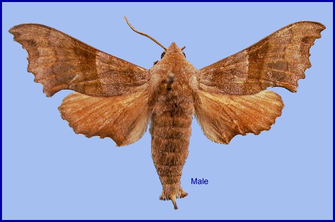 Male Cypoides chinensis. Photo: &copy; NHMUK