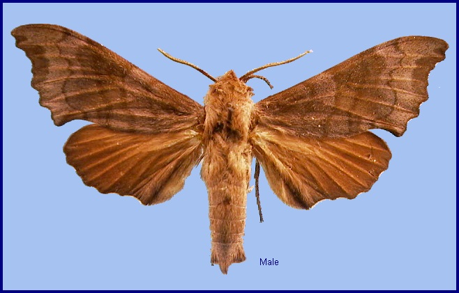 Male Cypoides chinensis. Photo: &copy; NHMUK