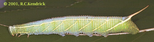 Full-grown larva of Cypoides chinensis, Hong Kong, China. Photo: &copy; Roger Kendrick.