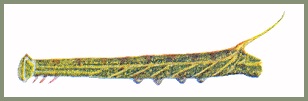 Full-grown larva of Cypoides chinensis. Image: Mell, 1922b