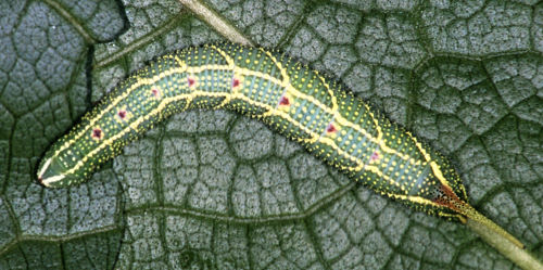 Full-grown larva of Cypoides chinensis (dorsal view), Taiwan. Photo: &copy; Felix Lin.