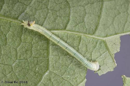 First instar larva of Cypoides chinensis, Wuhan, Hubei, China. Photo: &copy; He JiBai, 2018.