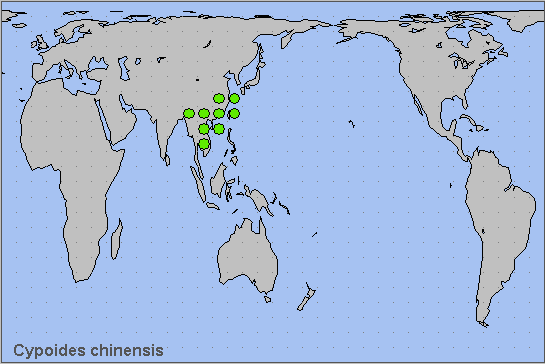 Global distribution of Cypoides chinensis. Map: &copy; NHMUK.