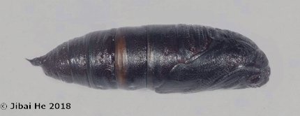 Pupa of Cypoides chinensis, Wuhan, Hubei, China. Photo: &copy; He JiBai, 2018.