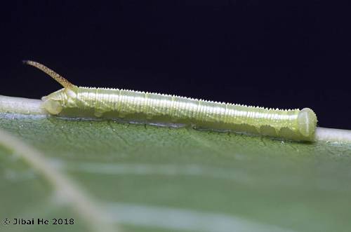 Second instar larva of Cypoides chinensis, Wuhan, Hubei, China. Photo: &copy; He JiBai, 2018.
