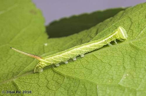 Third instar larva of Cypoides chinensis, Wuhan, Hubei, China. Photo: &copy; He JiBai, 2018.