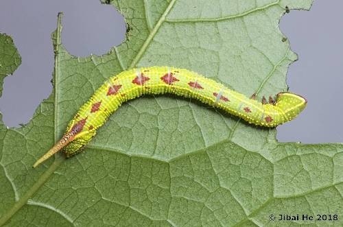 Fourth instar larva of Cypoides chinensis, Wuhan, Hubei, China. Photo: &copy; He JiBai, 2018.