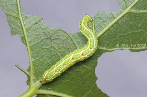 Final instar larva of Cypoides chinensis, Wuhan, Hubei, China. Photo: &copy; He JiBai, 2018.