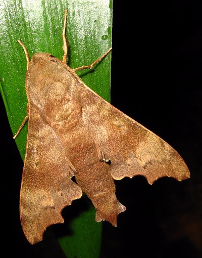 Male Cypa decolor decolor, Bintulu Div., Sarawak, Malaysia. Photo: &copy; Leong Tzi Ming