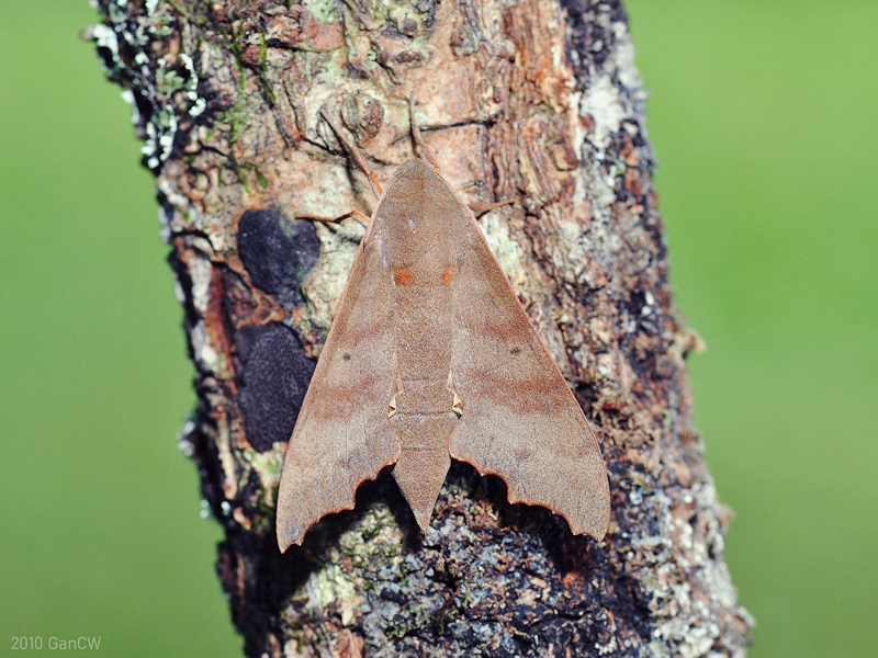 Female Cypa decolor decolor, Frasers Hill, Malaysia, iii.2010. Photo: &copy; CW Gan.