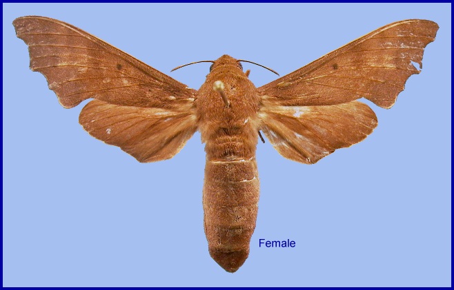 Female Cypa decolor decolor. Photo: &copy; NHMUK