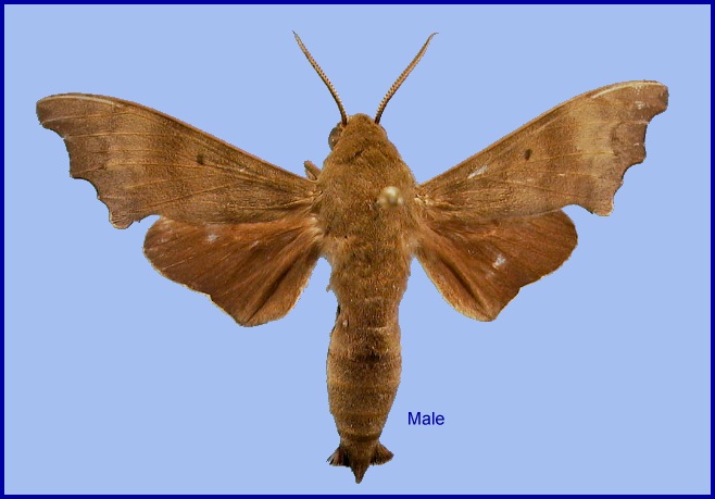 Female Cypa decolor decolor. Photo: &copy; NHMUK