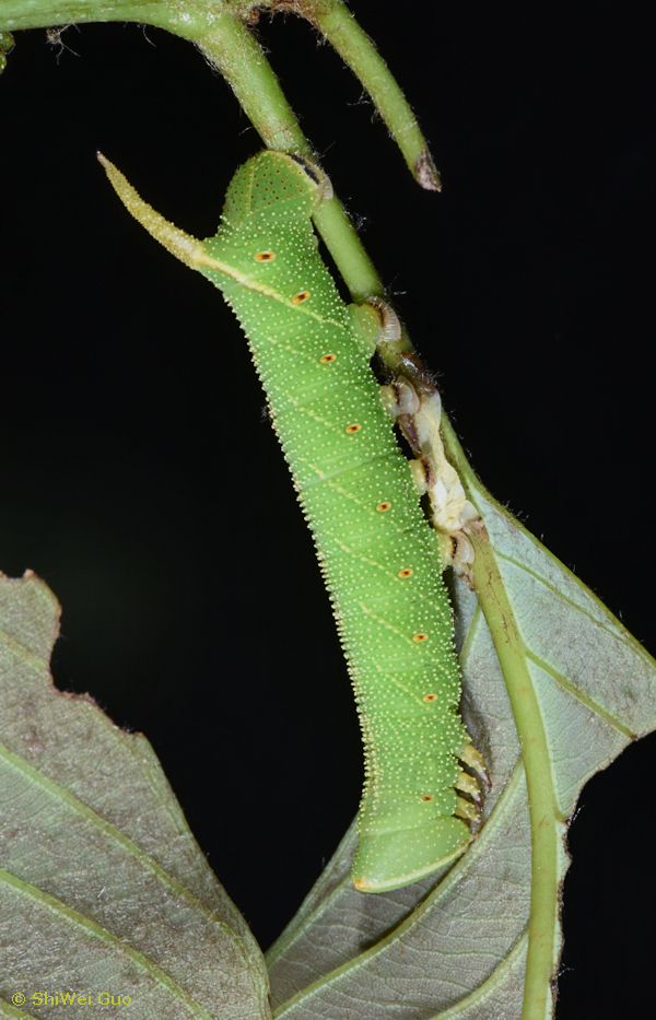 Early fifth instar larva of Cypa decolor decolor, Diaoluoshan Hainan Provincial Nature Reserve, Hainan, China. Photo: &copy; ShiWei Guo