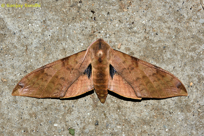 Male Clanis undulosa gigantea, Sarmoli, Munsiyari, Kumaon region, Uttarakhand, India, 22.v.2018. Photo: &copy; Sanjay Sondhi