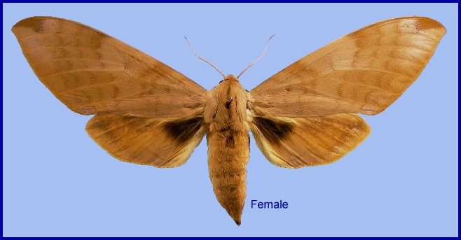 Female Clanis ducalion. Photo: &copy; NHMUK
