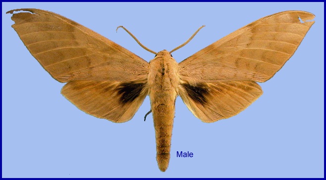 Male Clanis ducalion. Photo: &copy; NHMUK