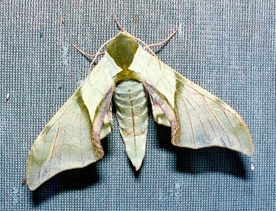Adult Callambulyx diehli, Thailand. Photo: &copy; Ian Kitching