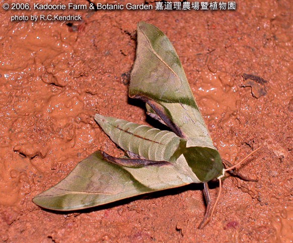 Adult Callambulyx diehli, Hainan, China. Photo: &copy; Roger Kendrick