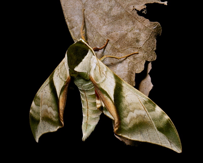 Male Callambulyx diehli, Simao/Pu'er, Yunnan, China, 5.iii.2013. Photo: &copy; John Horstman.