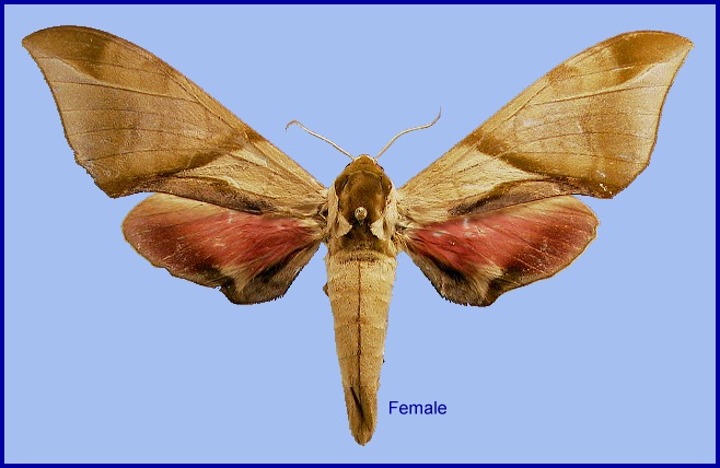 Female Callambulyx diehli. Photo: &copy; NHMUK