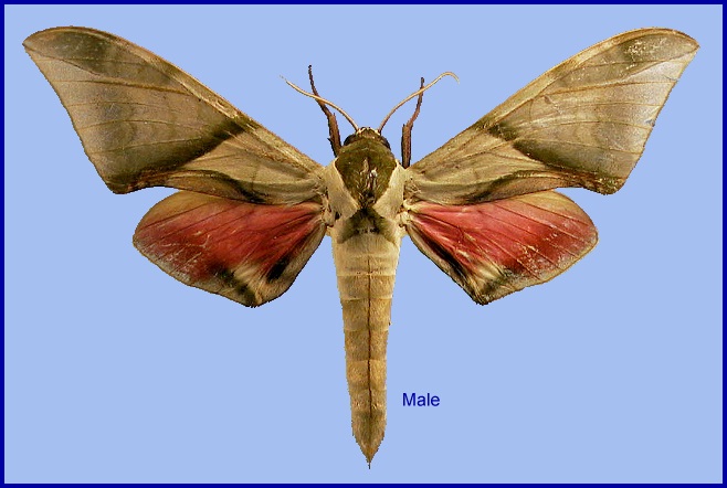 Male Callambulyx diehli. Photo: &copy; NHMUK